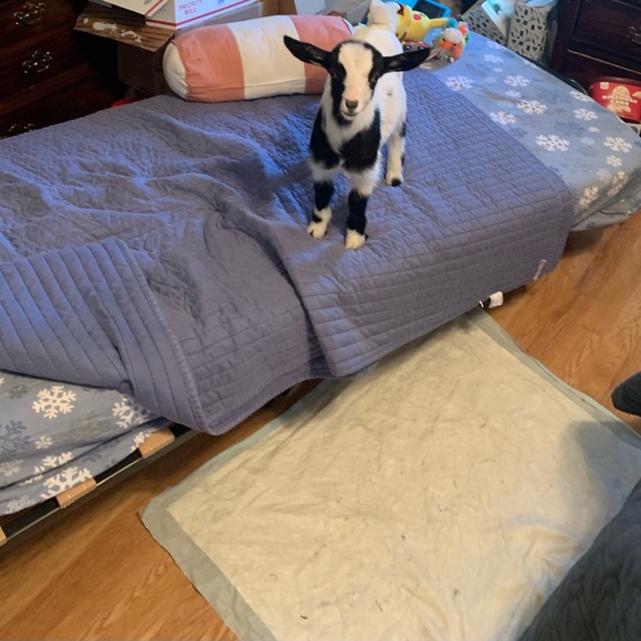 Meet your Posher, Lisa - Picture 5 of 12